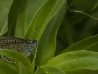 Maculinea rebeli 24, Berggentiaanblauwtje, female, Saxifraga-Jan van der Straaten