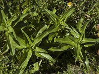 Maculinea rebeli 25, Berggentiaanblauwtje, Saxifraga-Jan van der Straaten