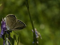 Maculinea rebeli 27, Berggentiaanblauwtje, male, Saxifraga-Jan van der Straaten