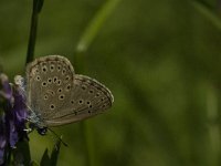 Maculinea rebeli 28, Berggentiaanblauwtje, male, Saxifraga-Jan van der Straaten