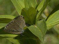 Maculinea rebeli 30, Berggentiaanblauwtje, female laying eggs, Saxifraga-Jan van der Straaten