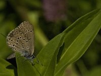 Maculinea rebeli 32, Berggentiaanblauwtje, female laying eggs, Saxifraga-Jan van der Straaten