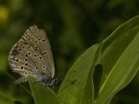 Maculinea rebeli 33, Berggentiaanblauwtje, female laying eggs, Saxifraga-Jan van der Straaten