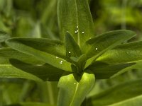 Maculinea rebeli 38, Berggentiaanblauwtje, Saxifraga-Jan van der Straaten