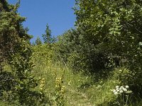 Maculinea rebeli 9, Berggentiaanblauwtje, habitat, F, Isere, Gresse-en-Vercors, Pas du Serpaton, Saxifraga-Marijke Verhagen