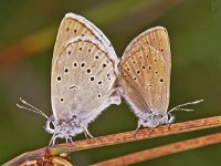 171_06, Pimpernelblauwtje : Scarce large blue, Pimpernelblauwtje, Maculinea teleius, copula