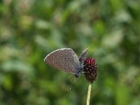 Maculinea teleius 3, Pimpernelblauwtje, Vlinderstichting-Kars Veling