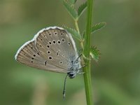 Maculinea teleius 5, Pimpernelblauwtje, Vlinderstichting-Chris van Swaay  Maculinea teleius in Moerputten (NL), 3 July 2005