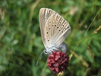 Maculinea teleius 7, Pimpernelblauwtje, female, Saxifraga-Arthur van Dijk