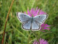 Maculinea teleius 9, Pimpernelblauwtje, male, Saxifraga-Arthur van Dijk