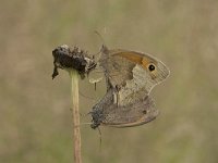 Maniola jurtina 119, Bruin zandoogje, Saxifraga-Willem van Kruijsbergen