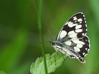 Melanargia galathea 109, Dambordje, Saxifraga-Hans Dekker