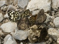 Melanargia galathea 11, Dambordje, Saxifraga-Marijke Verhagen