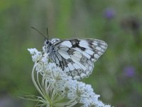 Melanargia galathea 111, Dambordje, Saxifraga-Luuk Vermeer