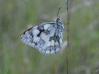 Melanargia galathea 112, Dambordje, Saxifraga-Luuk Vermeer