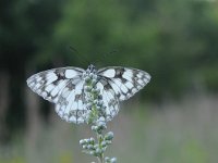 Melanargia galathea 114, Dambordje, Saxifraga-Luuk Vermeer