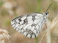 Melanargia galathea 121, Dambordje, Saxifraga-Joep Steur