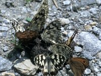 Melanargia galathea 13, Dambordje, Vlinderstichting-Kars Veling