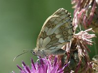 Melanargia galathea 14, Dambordje, female, Saxifraga-Jan van der Straaten