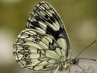 Melanargia galathea 15, Dambordje, female, Saxifraga-Marijke Verhagen