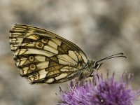 Melanargia galathea 17, Dambordje, female, Saxifraga-Marijke Verhagen