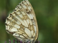 Melanargia galathea 18, Dambordje, female, Saxifraga-Jan van der Straaten