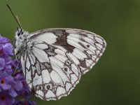 Melanargia galathea 19, Dambordje, Saxifraga-Jan Nijendijk