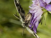 Melanargia galathea 2, Dambordje, Saxifraga-Marijke Verhagen