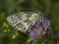 Melanargia galathea 21, Dambordje, female, Saxifraga-Marijke Verhagen