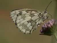 Melanargia galathea 23, Dambordje, female, Saxifraga-Jan van der Straaten