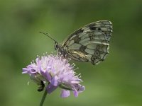 Melanargia galathea 24, Dǡmbordje, female, Saxifraga-Luc Hoogenstein