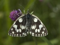 Melanargia galathea 27, Dambordje, female, Saxifraga-Marijke Verhagen