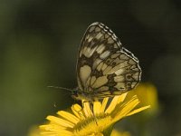 Melanargia galathea 29, Dambordje, male, Saxifraga-Marijke Verhagen