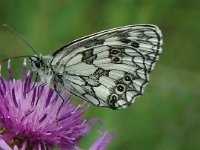 Melanargia galathea 30, Dambordje, male, Saxifraga-Jan van der Straaten