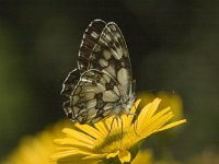 Melanargia galathea 31, Dambordje, male, Saxifraga-Marijke Verhagen