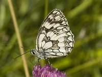 Melanargia galathea 33, Dambordje, male, Saxifraga-Marijke Verhagen