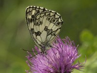 Melanargia galathea 34, Dambordje, male, Saxifraga-Jan van der Straaten