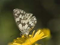 Melanargia galathea 35, Dambordje, male, Saxifraga-Marijke Verhagen