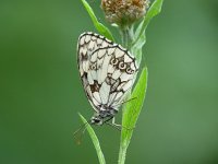 Melanargia galathea 38, Dambordje, male, Vlinderstichting-Henk Bosma