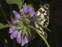 Melanargia galathea 4, Dambordje, Saxifraga-Marijke Verhagen