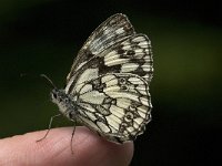 Melanargia galathea 40, Dambordje, male, Saxifraga-Marijke verhagen