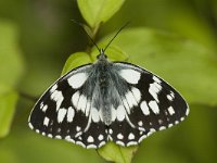 Melanargia galathea 42, Dambordje, male, Saxifraga-Marijke Verhagen