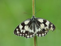 Melanargia galathea 43, Dambordje, male, Vlinderstichting-Henk Bosma