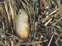 Melanargia galathea 44, Dambordje, pupa, in leaf litter, Saxifraga-Frits Bink