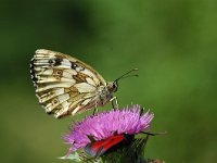 Melanargia galathea 49, Dambordje, Vlinderstichting-Jaap Bouwman : dollnstein