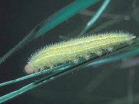 Melanargia galathea 5, Dambordje, Saxifraga-Frits Bink