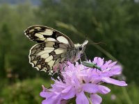 Melanargia galathea 51, Dambordje, Saxifraga-Mark Zekhuis