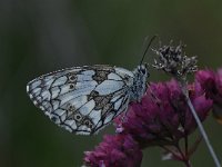 Melanargia galathea 53, Dambordje, Saxifraga-Arthur van Dijk