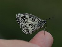 Melanargia galathea 55, Dambordje, Saxifraga-Arthur van Dijk