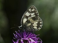 Melanargia galathea 58, Dambordje, Saxifraga-Willem van Kruijsbergen